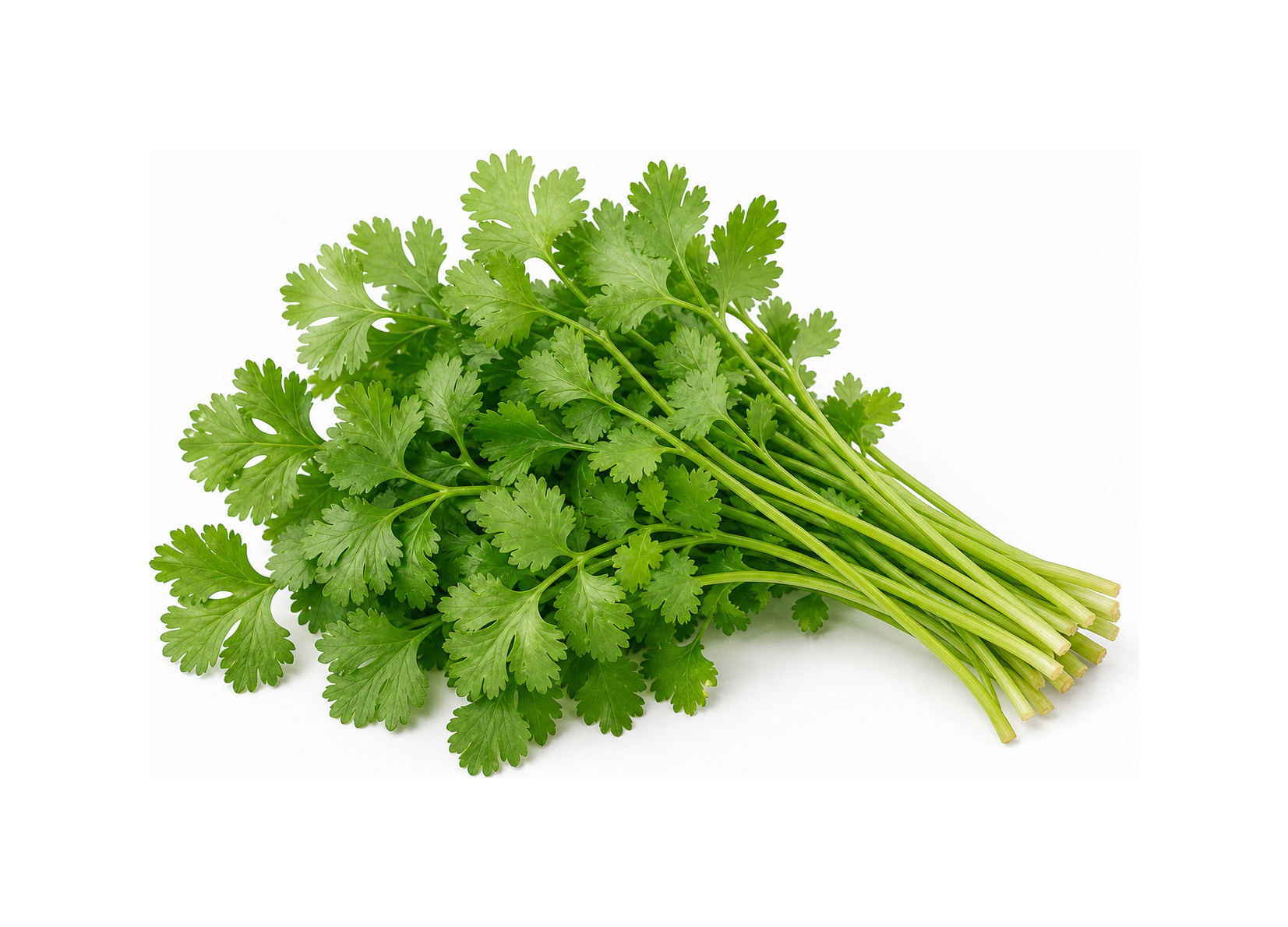 cilantro