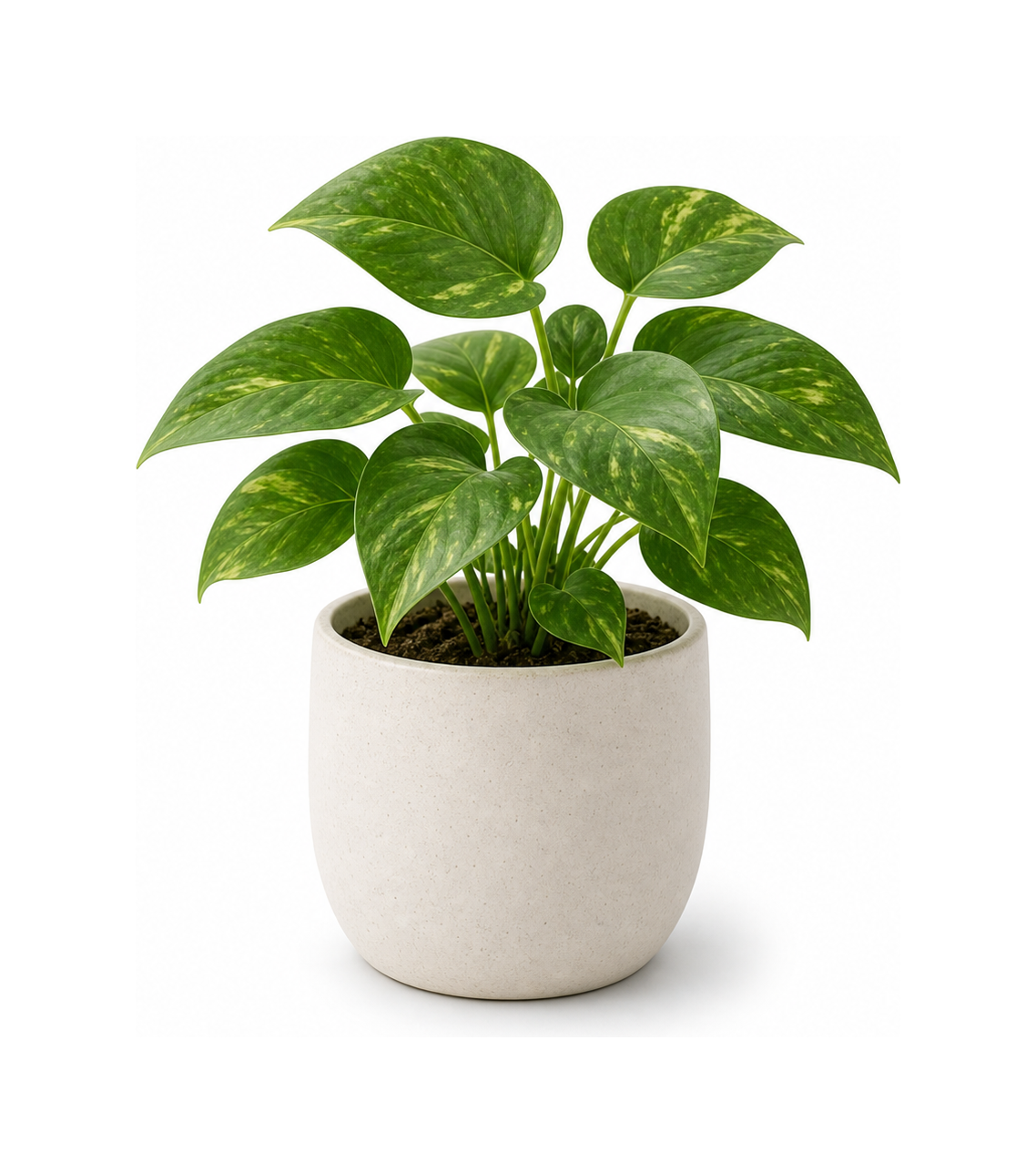 potted plant
