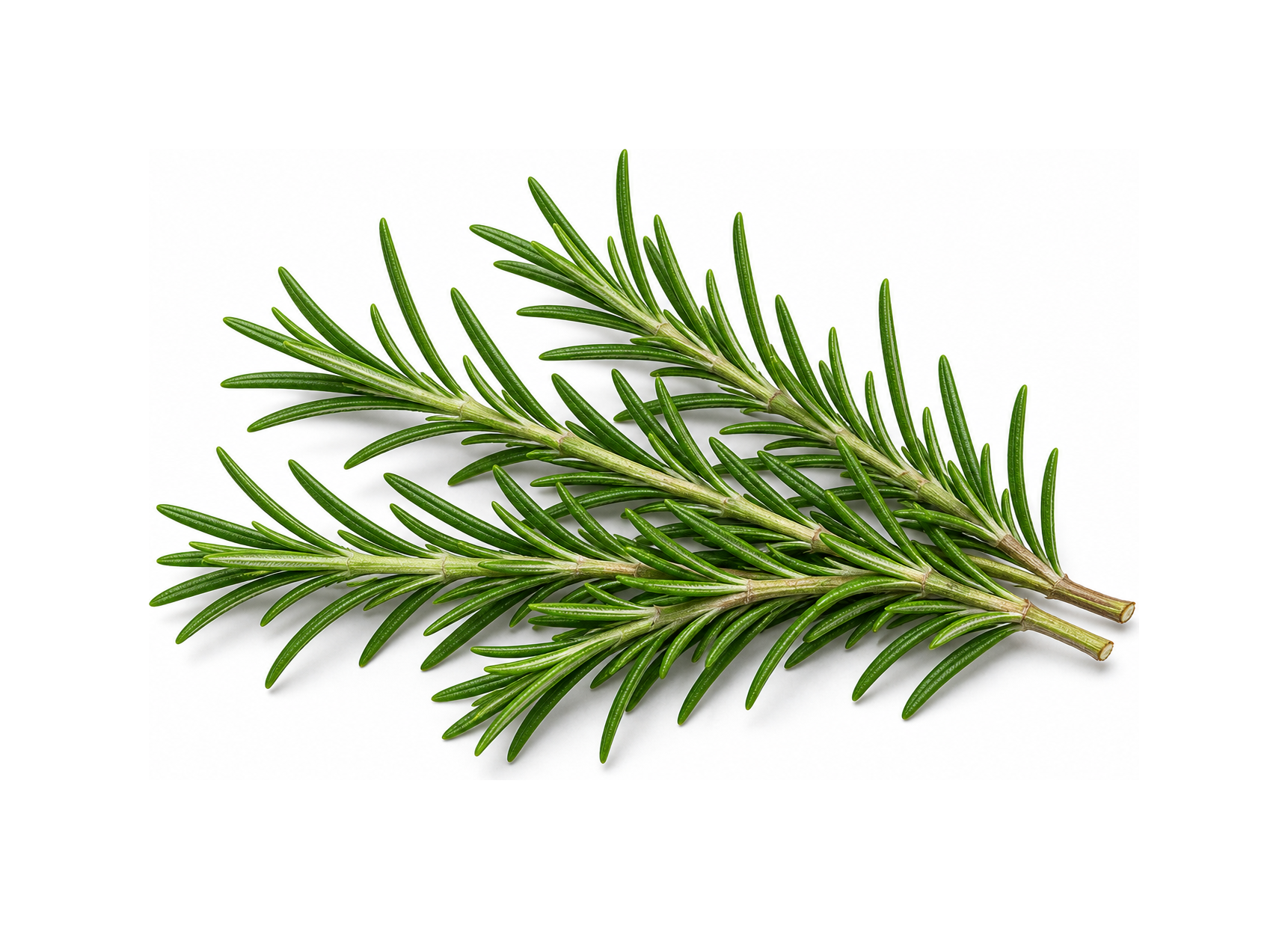 rosemary