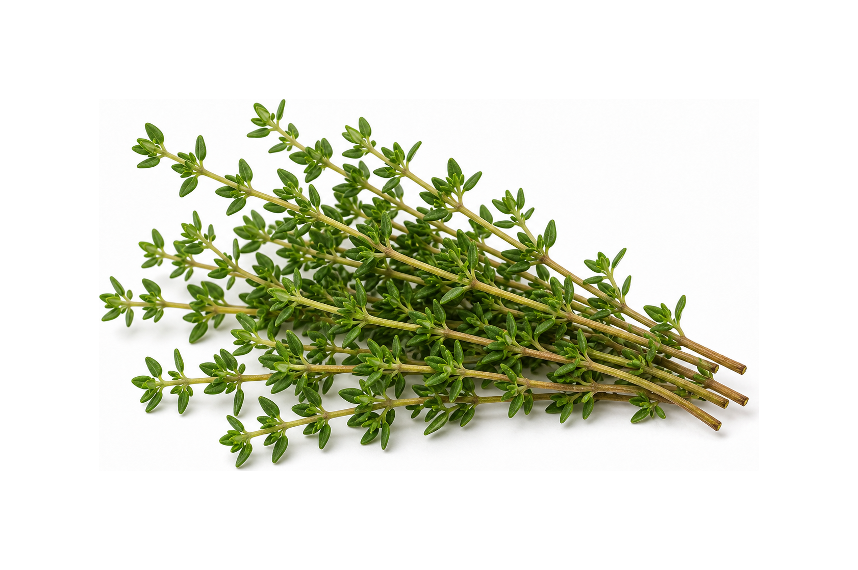 thyme